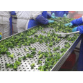 Wholesale Chinese Frozen Broccoli Price